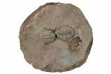 Cluster of Beautiful Basseiarges Trilobites - Jorf, Morocco #124893-1